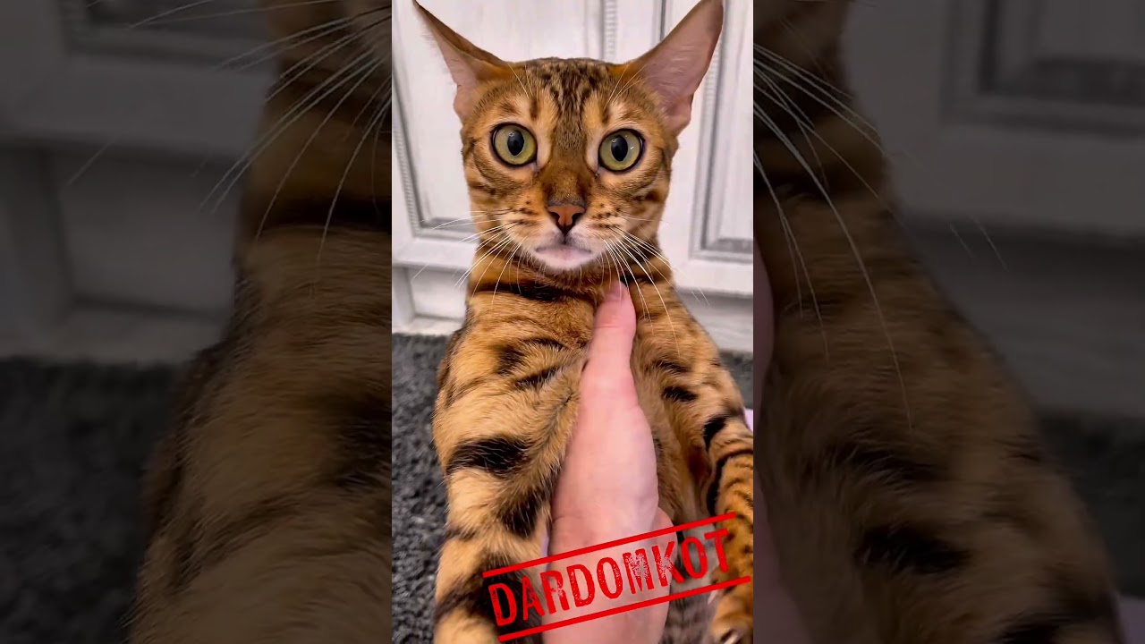 😹RZHAKA🤣РЖАКА😹#HUMOR🐒МАРФА➕ГРЮНЯ😹💭😹#БЕСЕДЫс#ЮМОРОМ