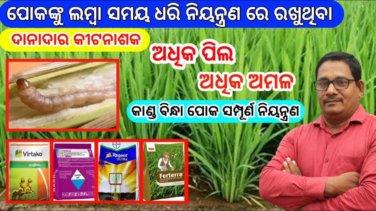 Granular Pesticide ଦାନାଦାର କୀଟନାଶକ କାଣ୍ଡବିନ୍ଧା ପୋକ ସମ୍ପୂର୍ଣ ନିୟନ୍ତ୍ରଣ