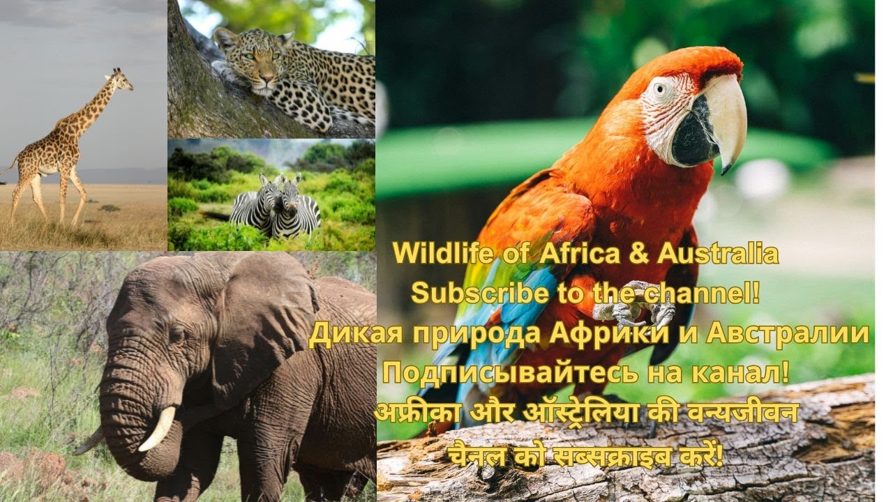 Africa & Australia Wildlife – Дикая природа – अफ्रीका और ऑस्ट्रेलिया की वन्यजीवन