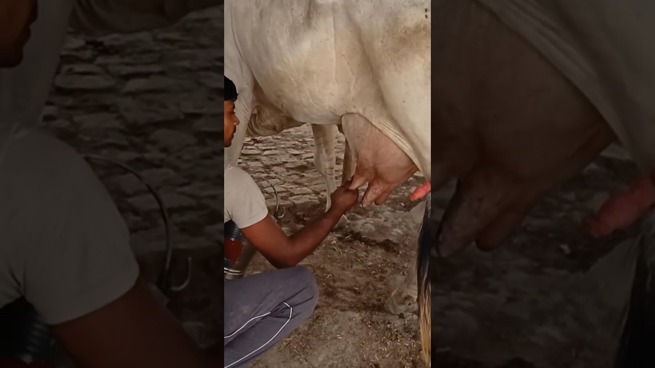 Chausa Cow Mandi Bihar #cowmandi #pashumandi #desi #cow