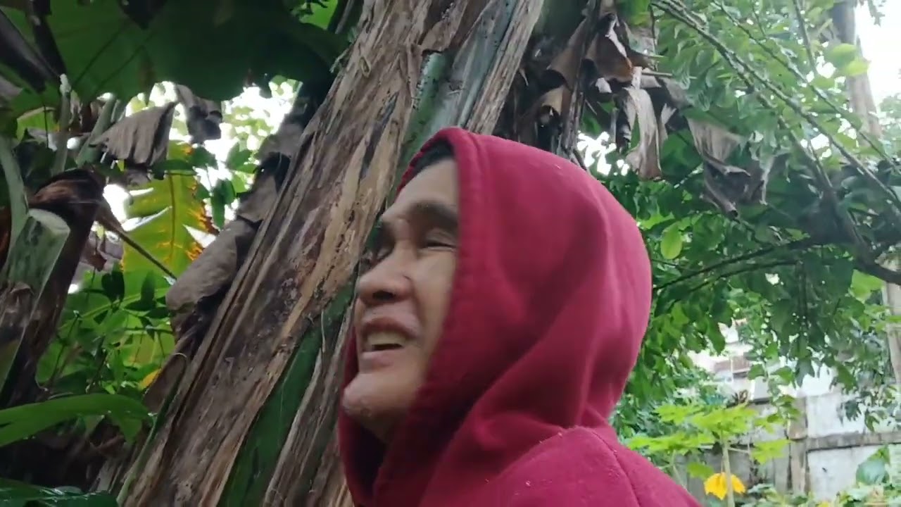 May binyag bukas, kuha tayo ng dahon saging pang suman