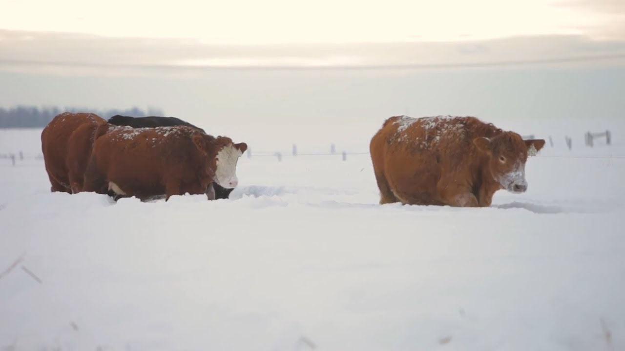 Keeping Cattle Healthy and Strong during Winter