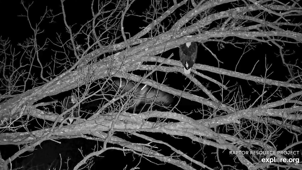 Decorah North Eagles: WHOOO DARES TO DISTURB DNF’S BEAUTY SLEEP?!  Explore.org 2-1-2026