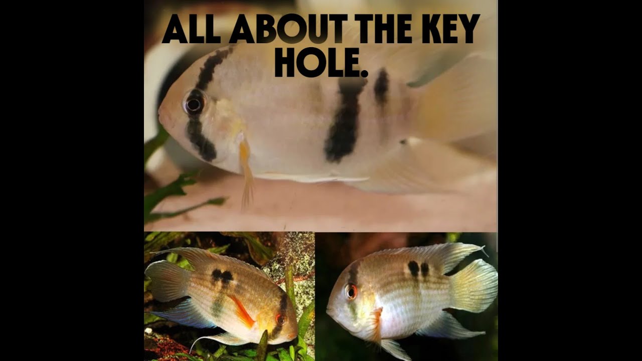 ALL ABOUT THE KEYHOLE CICHLID