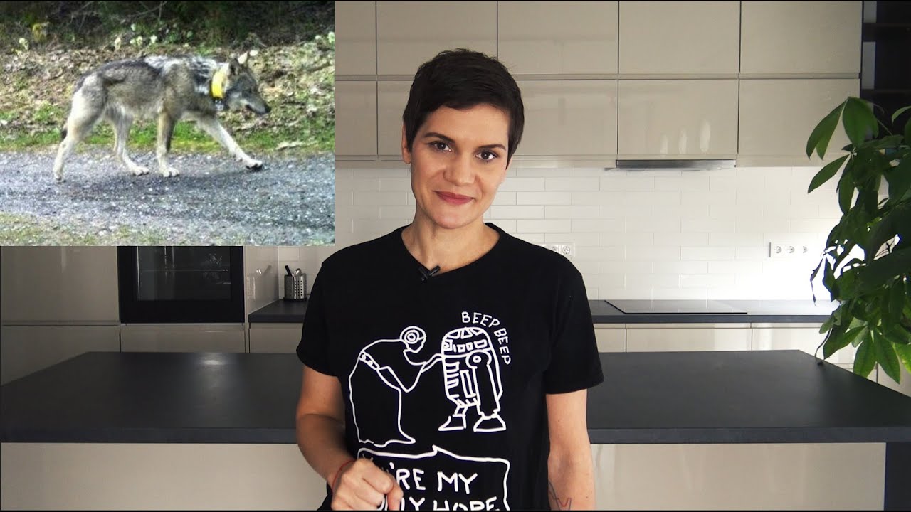 Farkas koma, ha Magyarországra jössz, tartsd tiszteletben a kultúránkat!