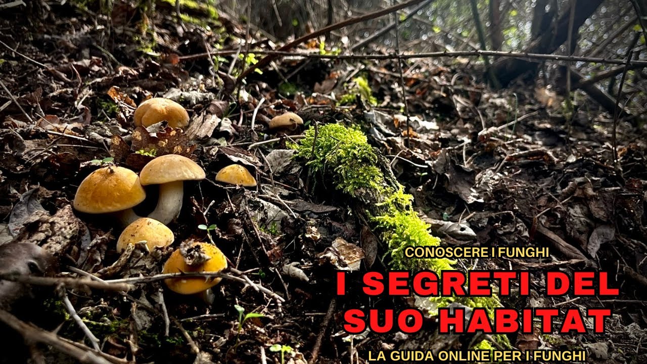 Funghi PRUGNOLI, gli HABITAT e le CONDIZIONI PERFETTE in cui TROVARLI | CONOSCERE I FUNGHI