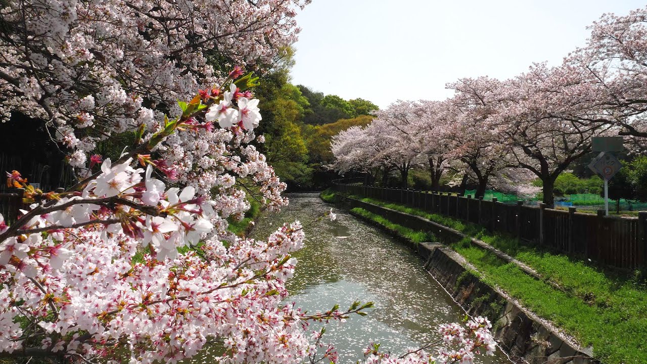 Spring Sounds of Japan | HANAMI 1 HOUR 4K