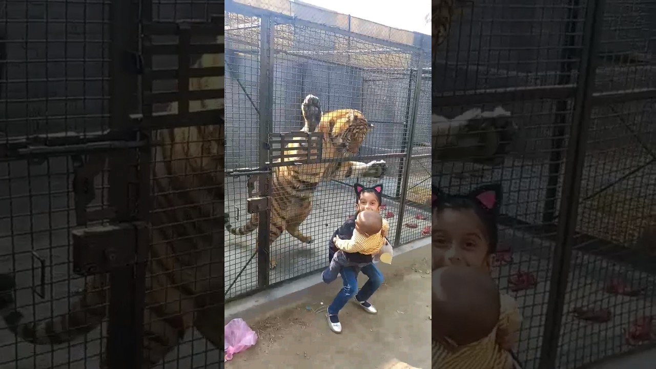 Tiger attack on childs | Tiger ne bache ko dara diya | #viral #tiger #animals #tigerlove #shorts