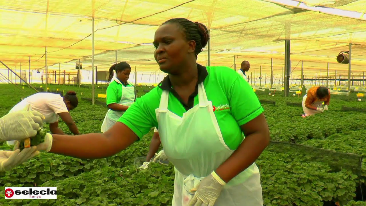 SELECTA KENYA: Pelargonium Cuttings  And More