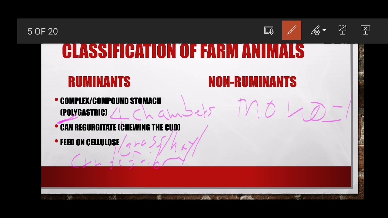 Classification of Farm Animals (Grade 12 Agricultural Sciences) Animal Nutrition