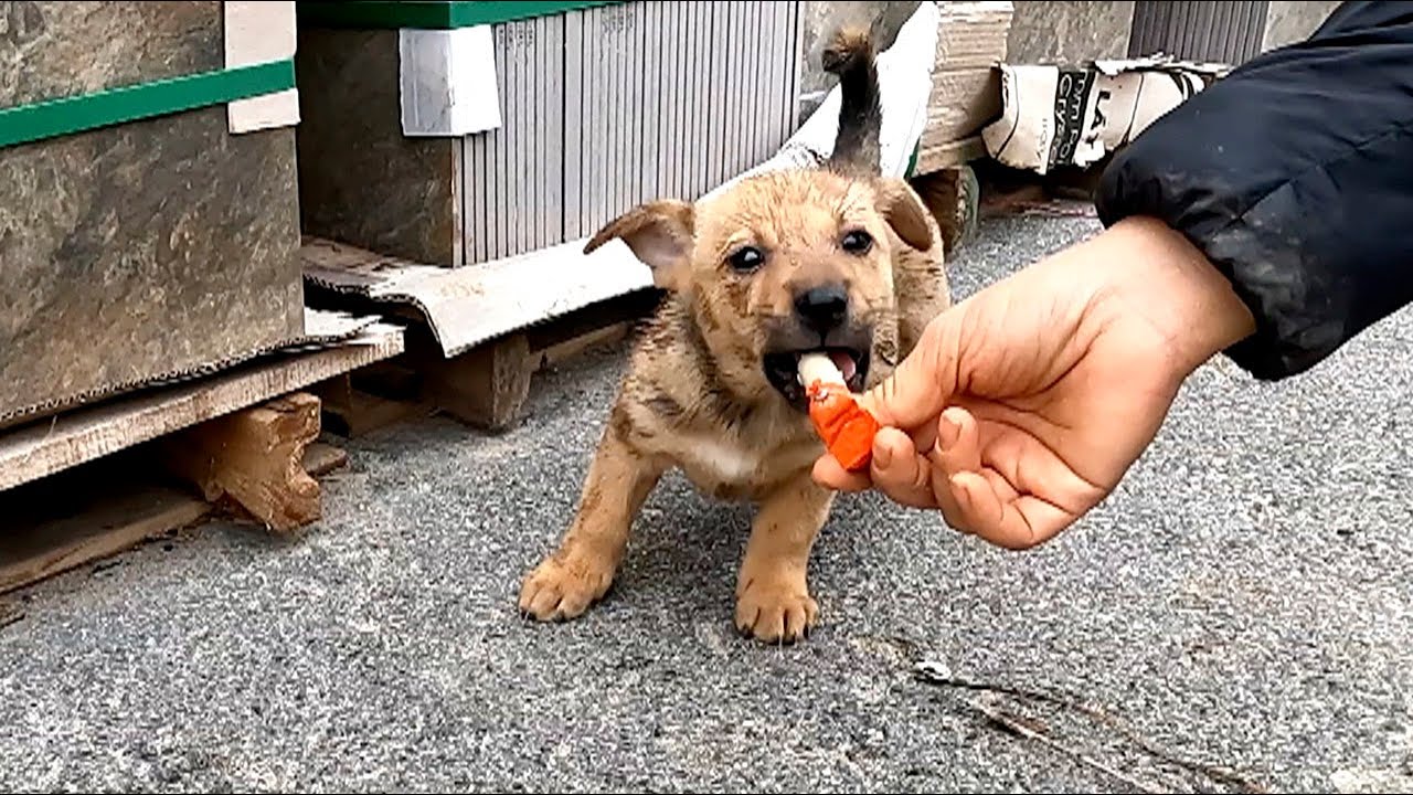 Я подобрала бездомного щенка на пустынной дороге! Милый и красивый щенок после того, как нашел св...