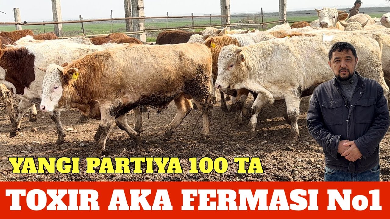 TOXIR AKA 100 BOSH SIMENTAL BELGIYISKIY GREFORD BUQALARI KELDI JIZZAX VIL SHAROF RASHIDOV TUMAN M39.