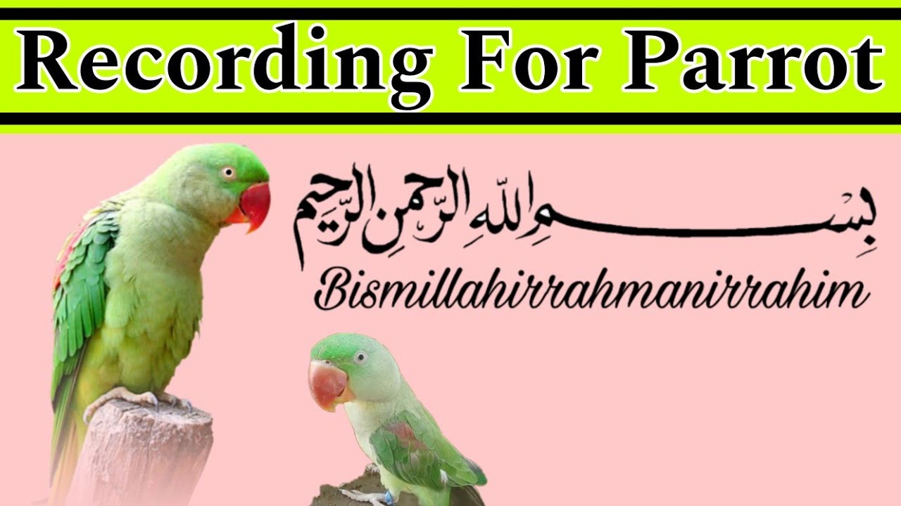 Recording for parrot | How to train a parrot to talk bismillah | Toty ko bismillah sikhany ka tarika