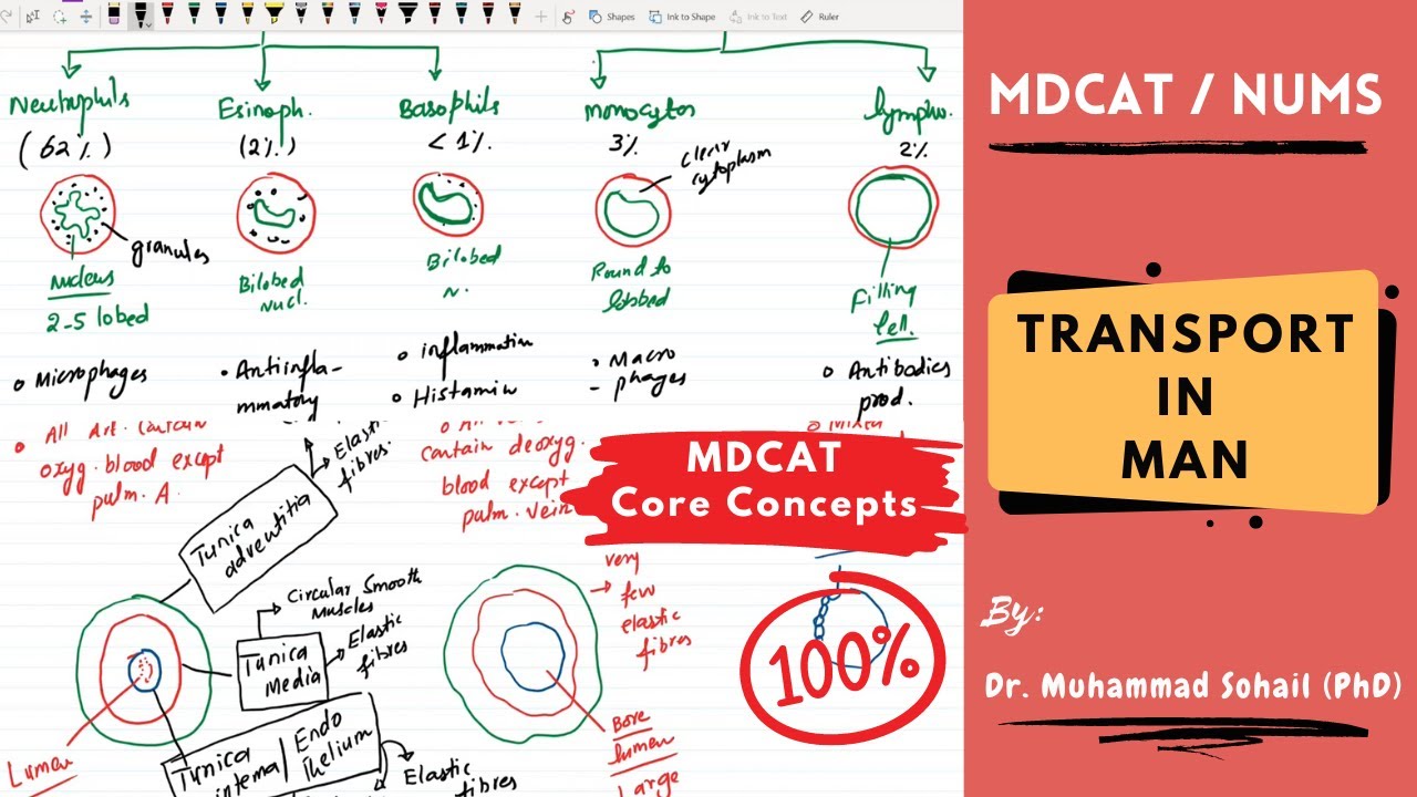 MDCAT | Transport in MAN | Human Heart | Blood | Lymphatic System | Blood Vessels