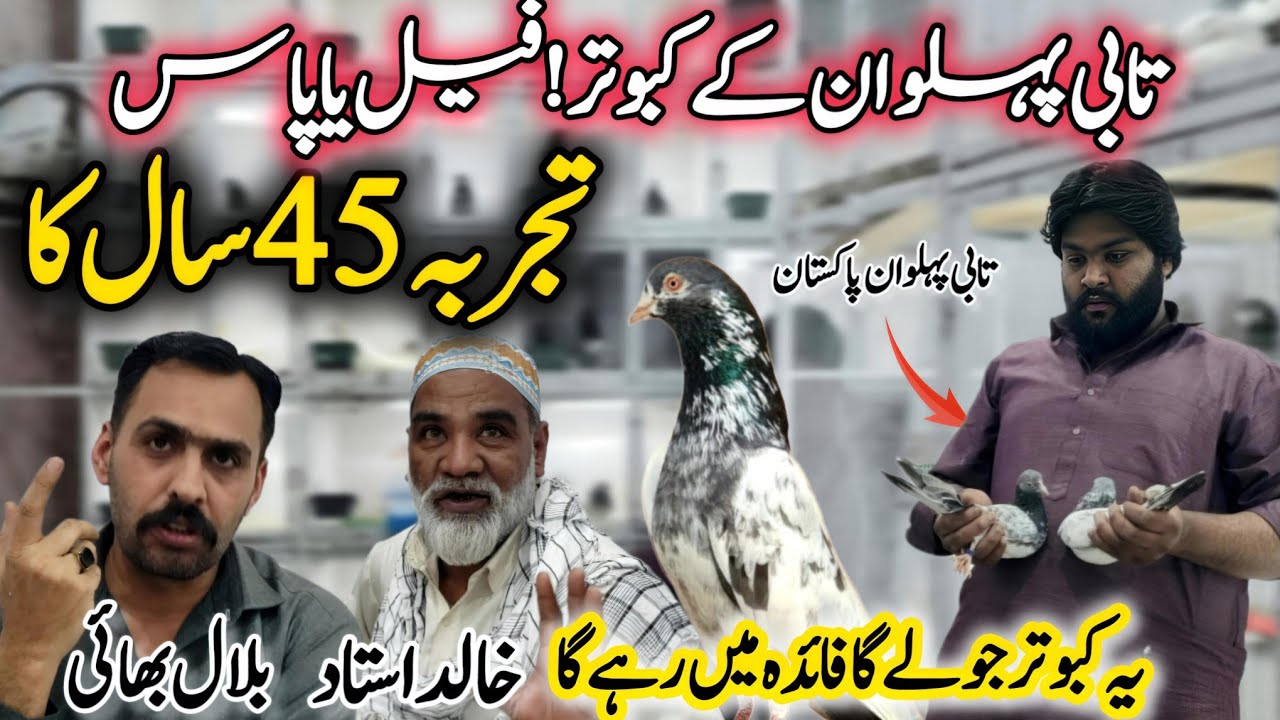 Rawalpindi kabootar Market || 0312 53-44-914 || Ustado ne kia kaha kabootar fail ya pass 😱