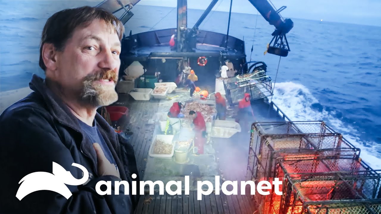 Time Bandit tem poucas horas para ajudar o Cornelia Marie | Pesca Mortal | Animal Planet Brasil