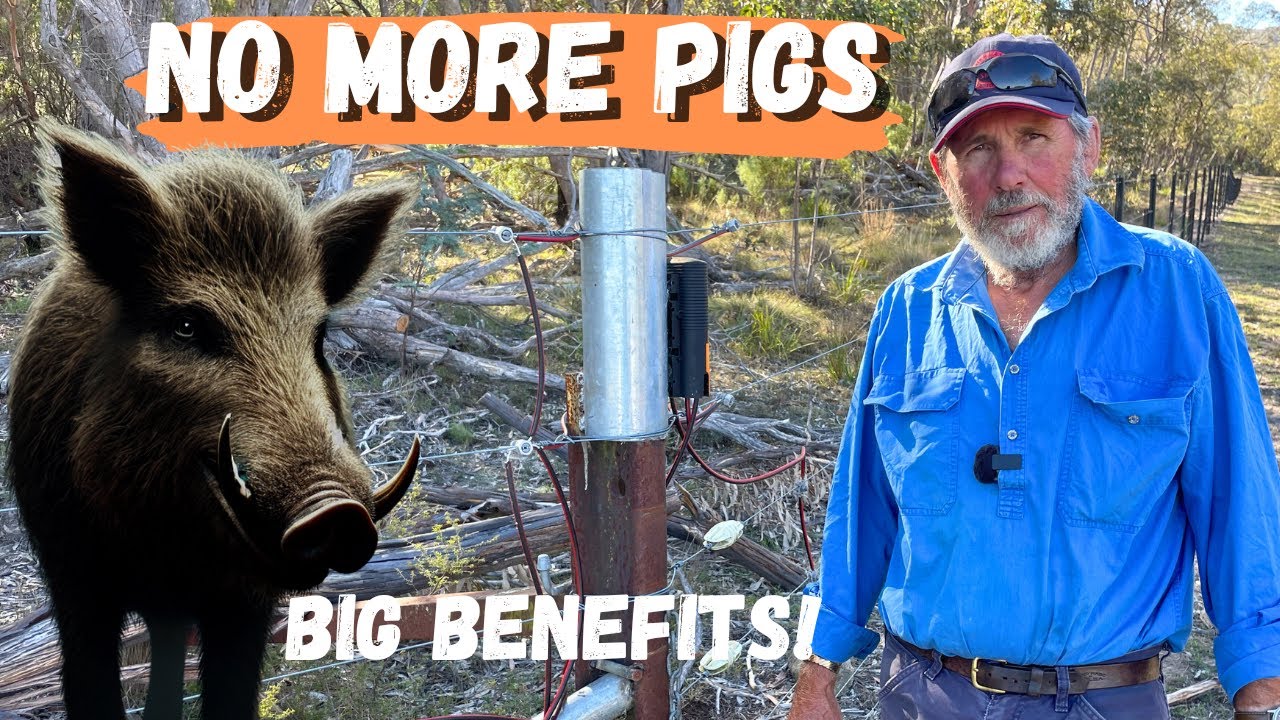 High-Tech Fencing is beating Wild Pigs and Dogs