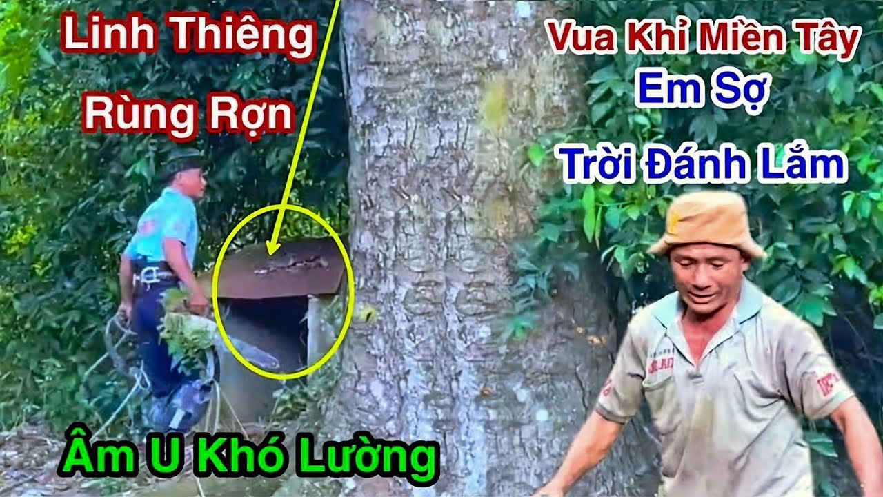 Vua Khỉ Hú Hồn Sợ Bị Trời Đánh Lý Do Gì Linh Thiêng Cưa Cây Mũ Chôm Gỗ Lim Siêu Khủng