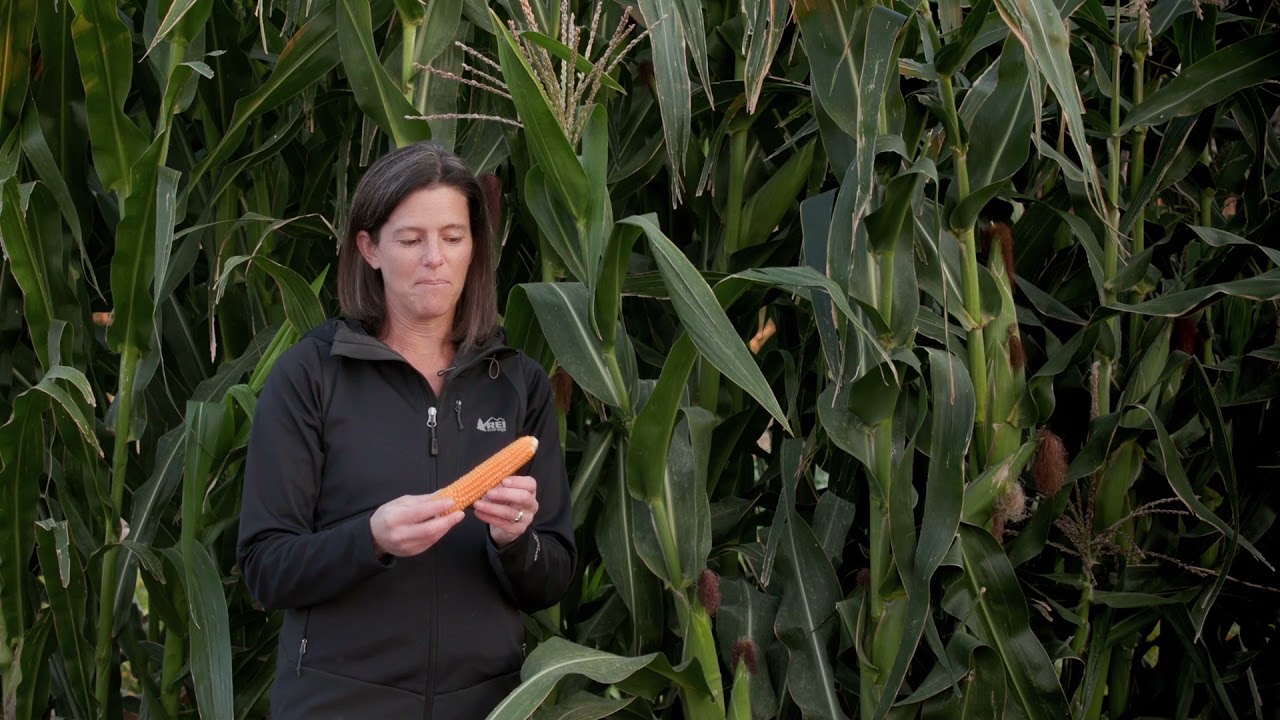 Popcorn | Colorado Field Crop Tour