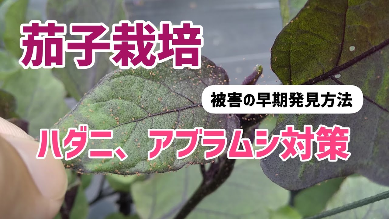茄子栽培 ハダニとアブラムシ駆除 ハダニ被害の早期発見方法！【髭サン農家】