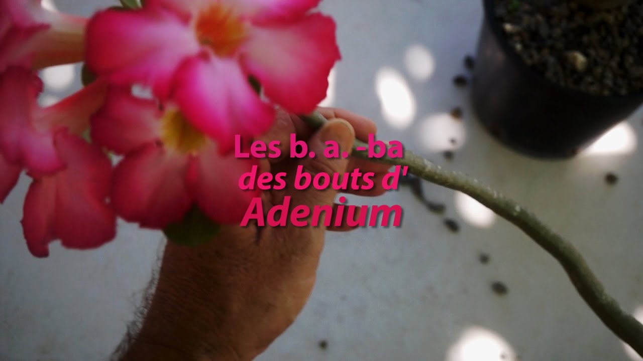 Les b. a.-ba des bouts d'Adenium, épisode 1. Les balais de chiottes...