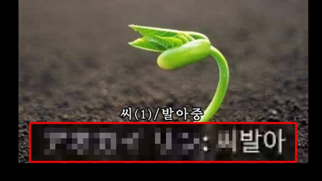 한국인 4인큐 vs 노퍽 노애드온 특이점 [데바데]
