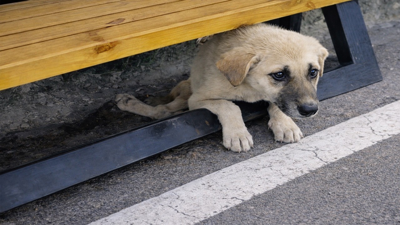 She Was Hiding in Fear, But Her Eyes Were Begging for Rescue, Love, and a New Beginning
