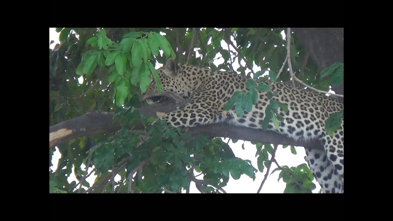 03 Judith Sepuma, Chobe