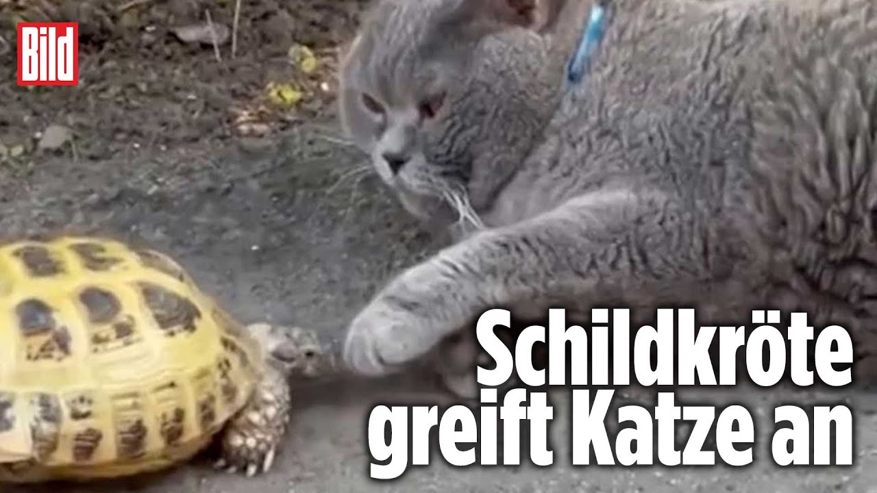 Aggro-Schildkr&ouml;te attackiert Katze