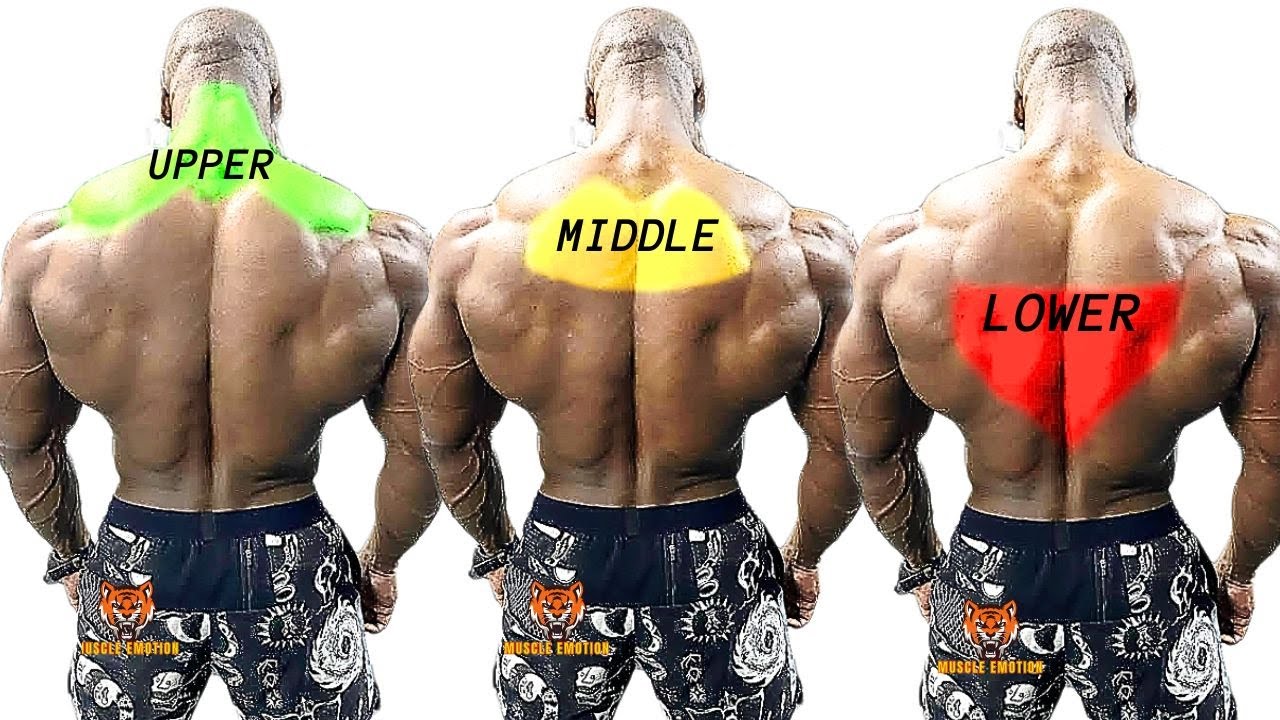 TRAPS WORKOUT- TOP 4 upper traps , lower traps , middle traps