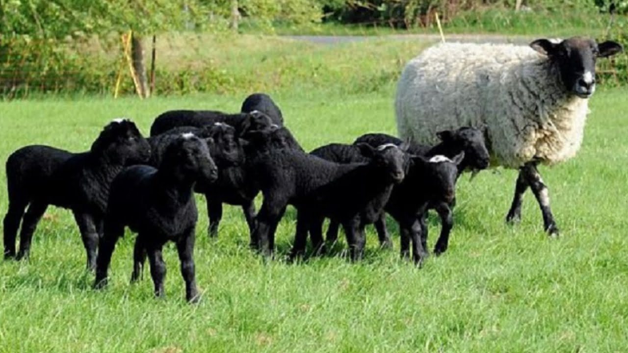 Romanov Sheep | Lamb In Litters