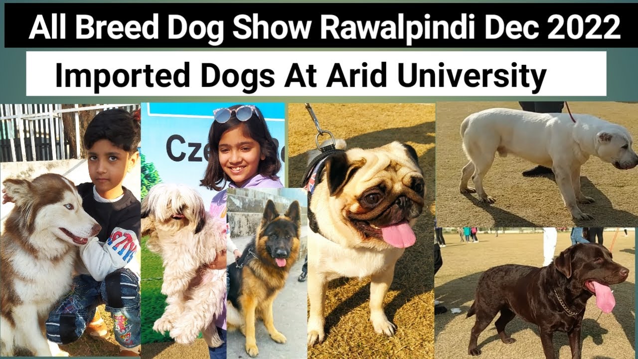 All Breed Dog Show Rawalpindi|Arid University Dog Show| Dec 2022