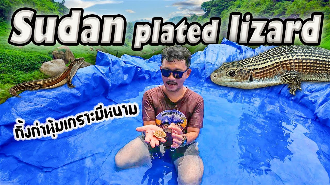 กิ้งก่าซูดาน กิ้งก่าหุ้มเกราะเลี้ยงง่ายเกิน Sudan plated lizard.
