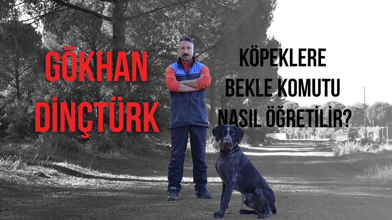 Köpeklere Bekle Komutu Nasıl Öğretilir?