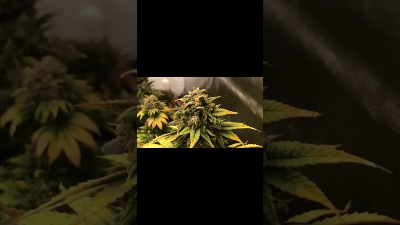 Spider Farmer SE7000 day 78 from sprout
