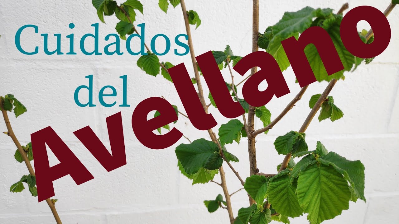 CUIDADOS Y TRASPLANTE DEL AVELLANO EN JARDÍN. 