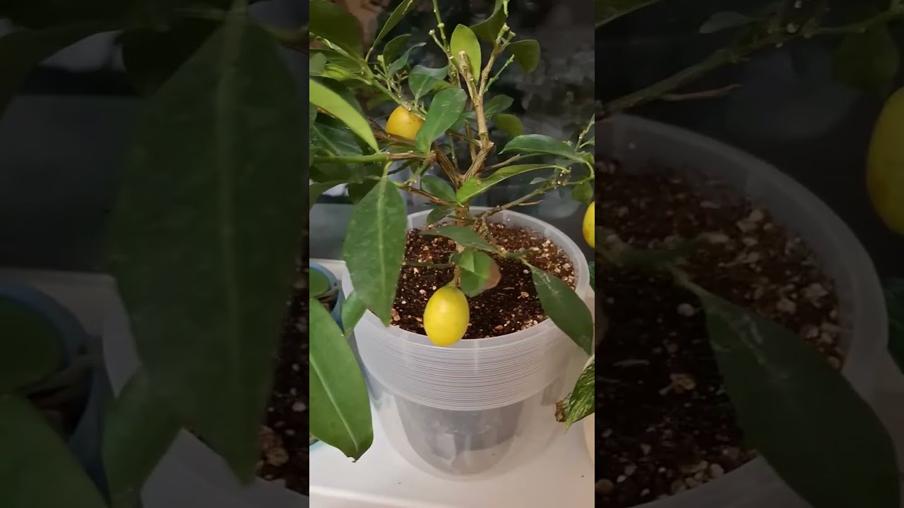 How to grow fruitful 🍋 lemons.