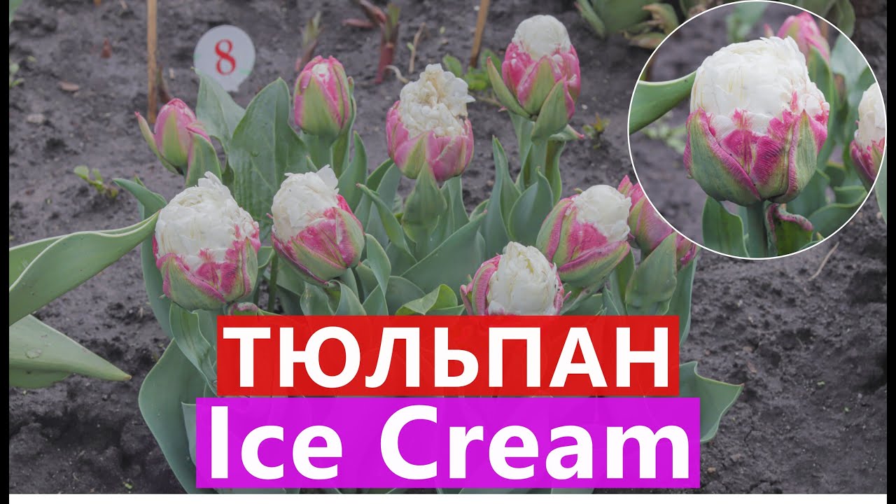 ТЮЛЬПАН 🌷 ICE CREAM (Айс Крім/Пломбір) 🌷