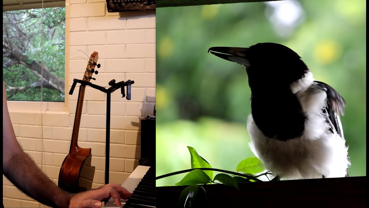 Song for a Rainy Day II (feat Pied Butcherbird)