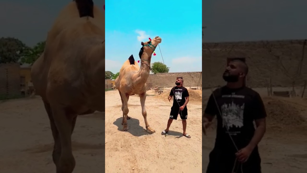 World Biggest And Heavyweight Champion Camel Of The Year 2023 BAKRAEID in Pakistan #camel