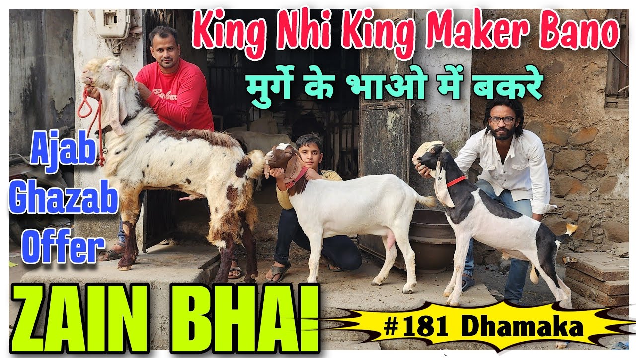 Ajab Ghazab Offer Palne Wale Andul Goat At ZAIN BHAI | Bakra Mandi Se Bhi Saste Bakre In Bhiwandi