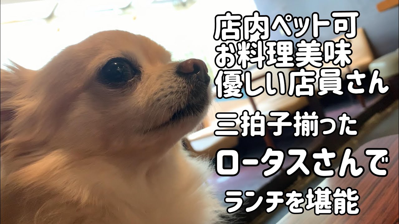 【チワワのココ70】店内ペットOK　ロータス表参道でランチを堪能-ペット可レストラン④-