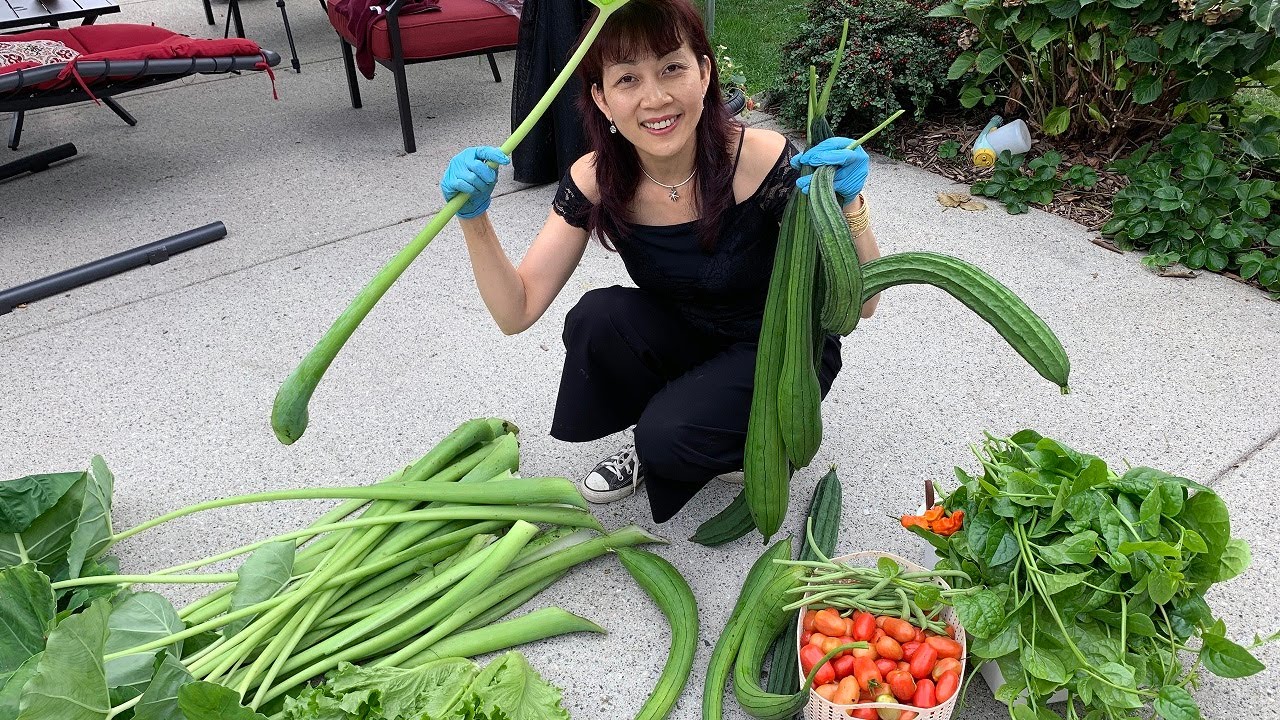 Trồng Rau Bội Thu Ở Canada Nhưng Bán Chẳng Ai Mua 🇨🇦409》 Another Good Autumn Harvest