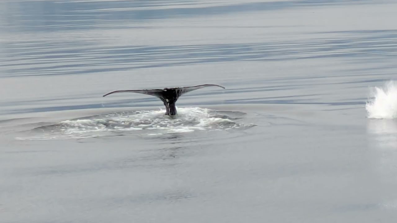 June 2025 day 14 whale watch at Icy Strait Point