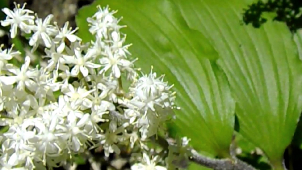 [Li] ⚪🍴Maianthemum japonicum / 雪笹（ユキザサ）/ アズキナ