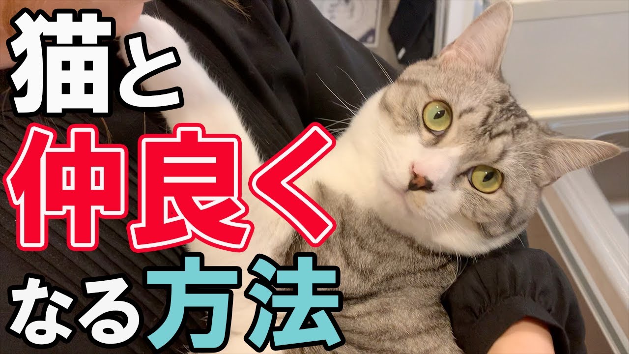 野良猫でも家猫でも接し方は一緒⁉猫と仲良くなる方法