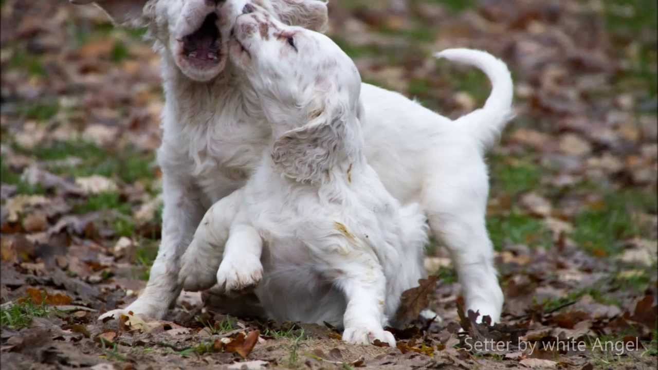 English Setter: Levanas und Barons Welpen mit 7 Wochen