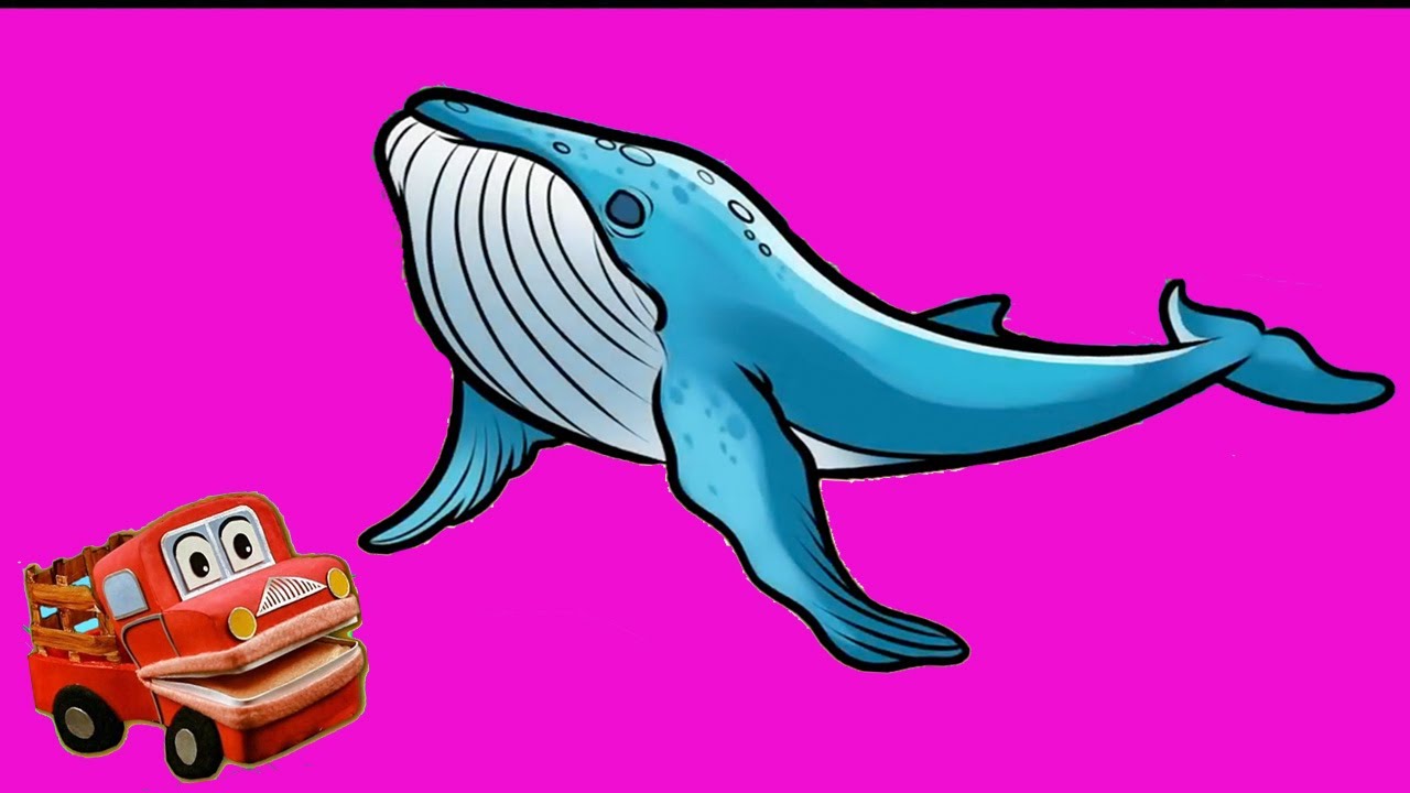 Conoce Los animales acuáticos . Video educativo . Barney el camión . Tiburones y Ballenas ,