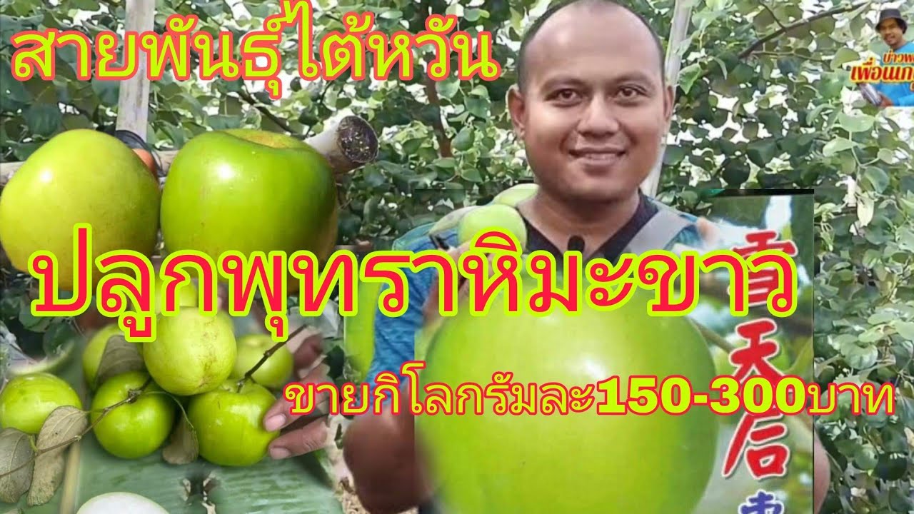 ปลูกพุทราหิมะขาว สร้างรายได้เป็นอย่างดี ตลาดกำลังต้องการ พุทราสายพันธุ์ไต้หวัน รสชาติดี