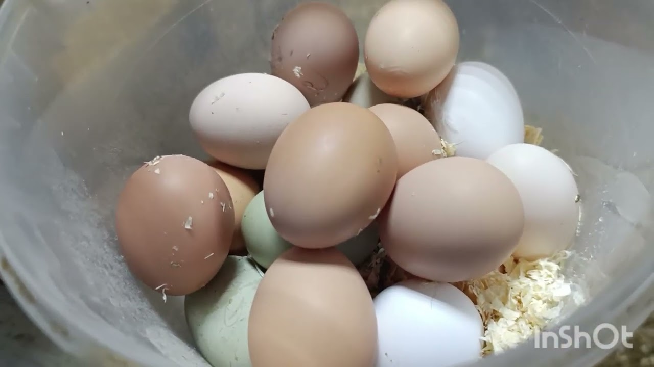 Два дня нет ЯИЦ 🥚🤨🙄. Наверное сбой.